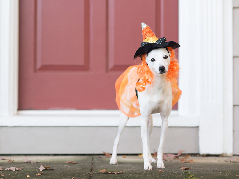 18 Dog Halloween Costumes, Sorted by How Much Your Dog Will Actually Tolerate