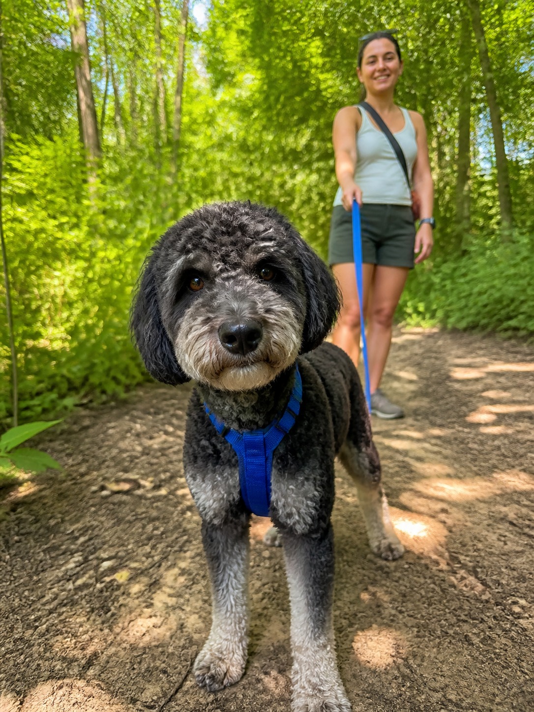Front Clip or Back Clip? The One Harness Decision That Actually Stops Pulling