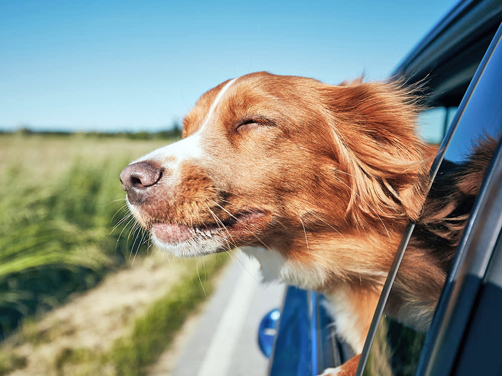 An ER Vet on the Beloved Car Ritual They'll Never Allow Their Own Dog
