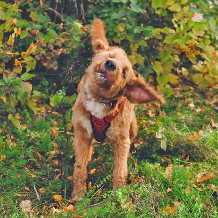 A Dog Who Keeps Shaking Their Head Is on a Clock