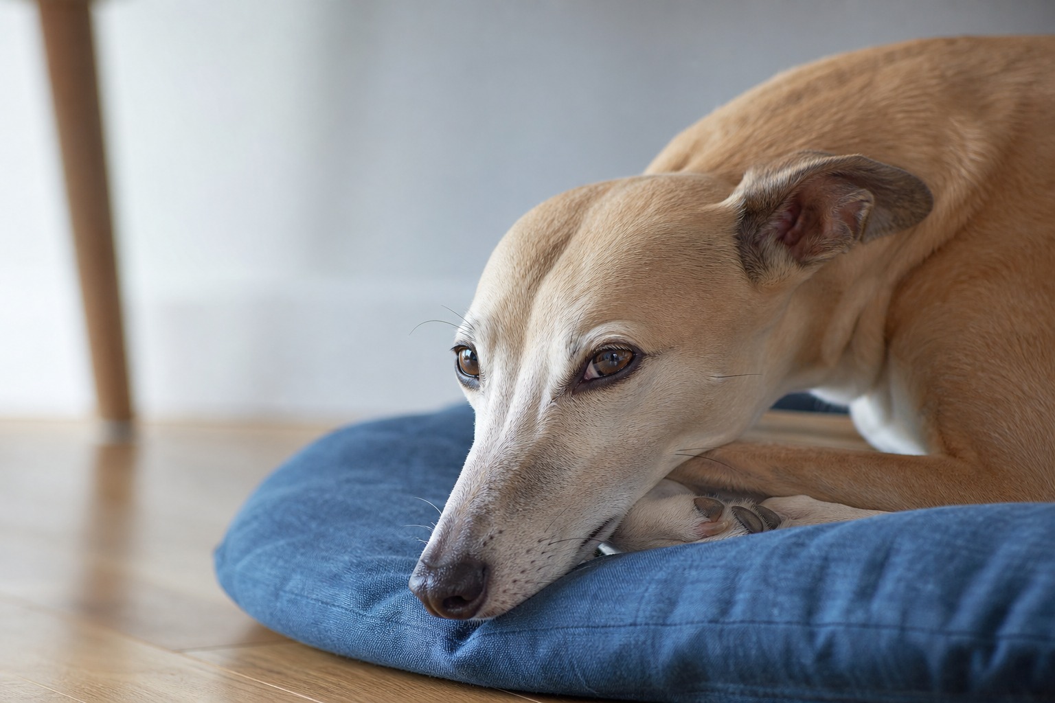 Your Vet Heard a Murmur and Said 'Grade 3.' Here's Why That Number Tells You Less Than You Think.