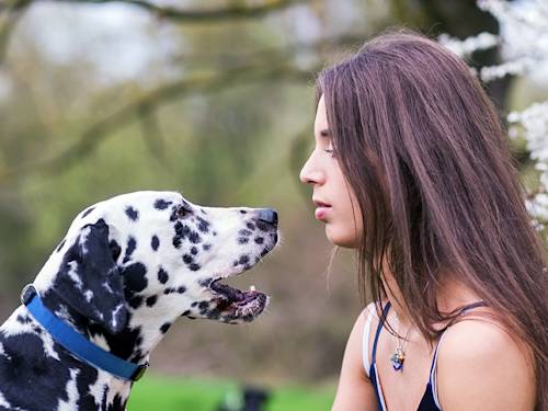 When an Old Dog's Bark Goes Hoarse, It's Rarely Just a Sore Throat