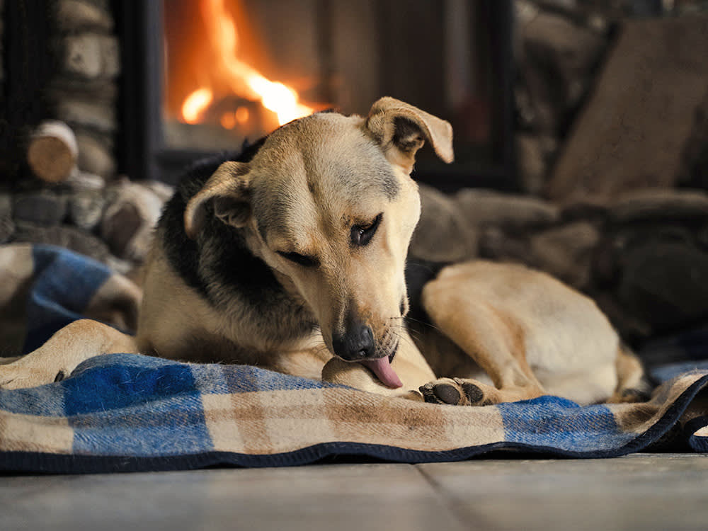 Hot Spots Are Wounds Your Dog Builds Themselves. Stop the Machine.