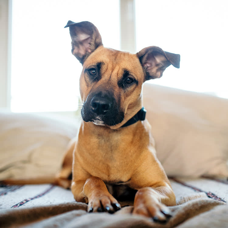 Your Dog Isn't Stubborn. Your House Has Six Sets of Rules.