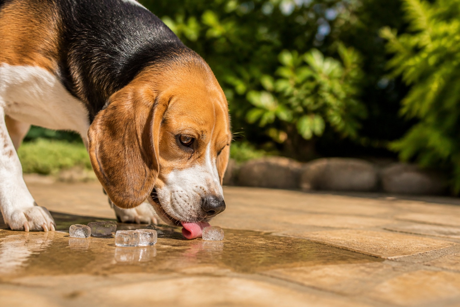 The 'Ice Is Dangerous for Dogs' Panic Is a 2010 Facebook Hoax