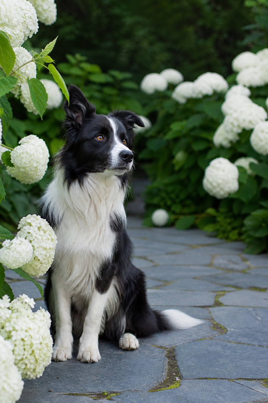 The Hydrangea Cyanide Scare Is Mostly Wrong for Dogs. Here's the Real Risk