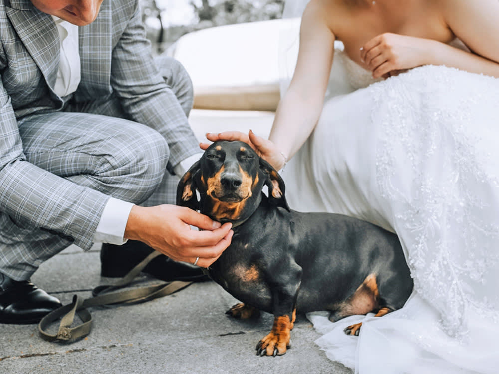 Your Dog Probably Doesn't Want to Be in Your Wedding