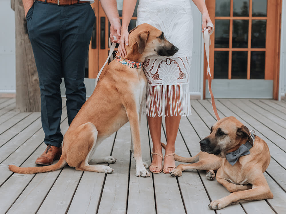 A Dog at Your Wedding Needs a Job, a Handler, and an Exit