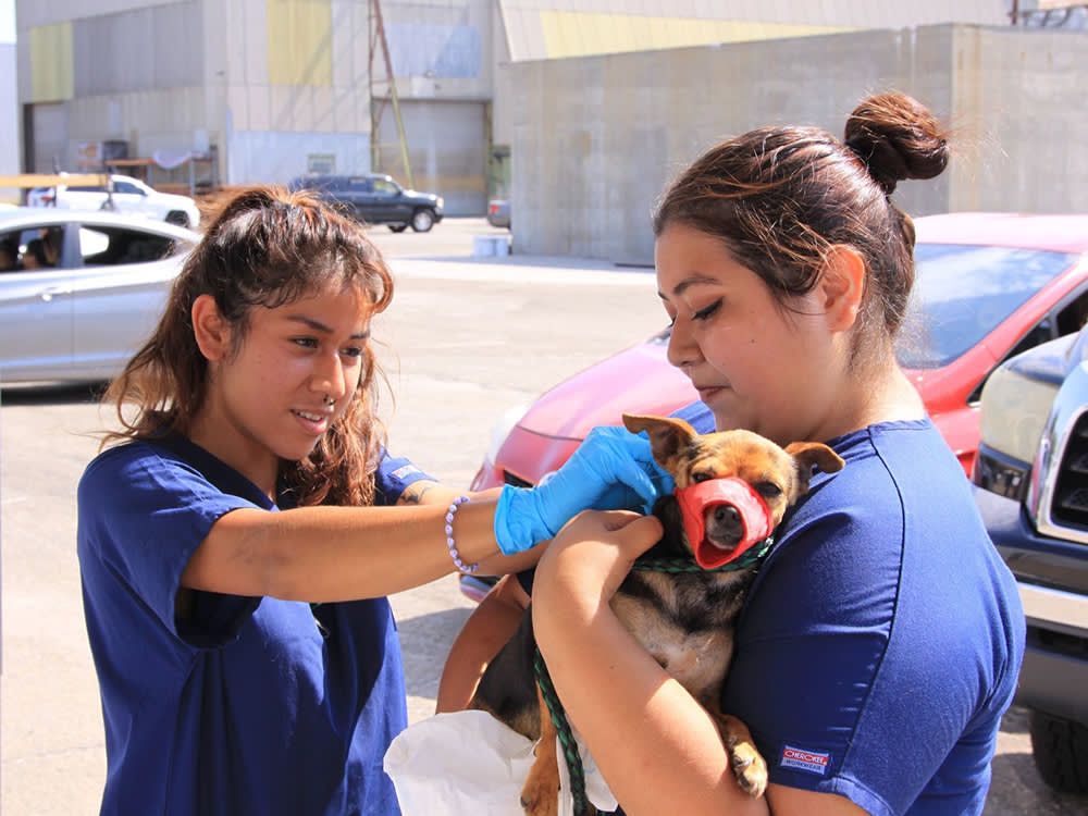 The Rescue That Stopped Taking the Dog Away