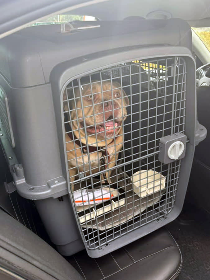 A Woman Left Her Dog at the Airport. The Breed Ban That Set It Up Is the Real Story.