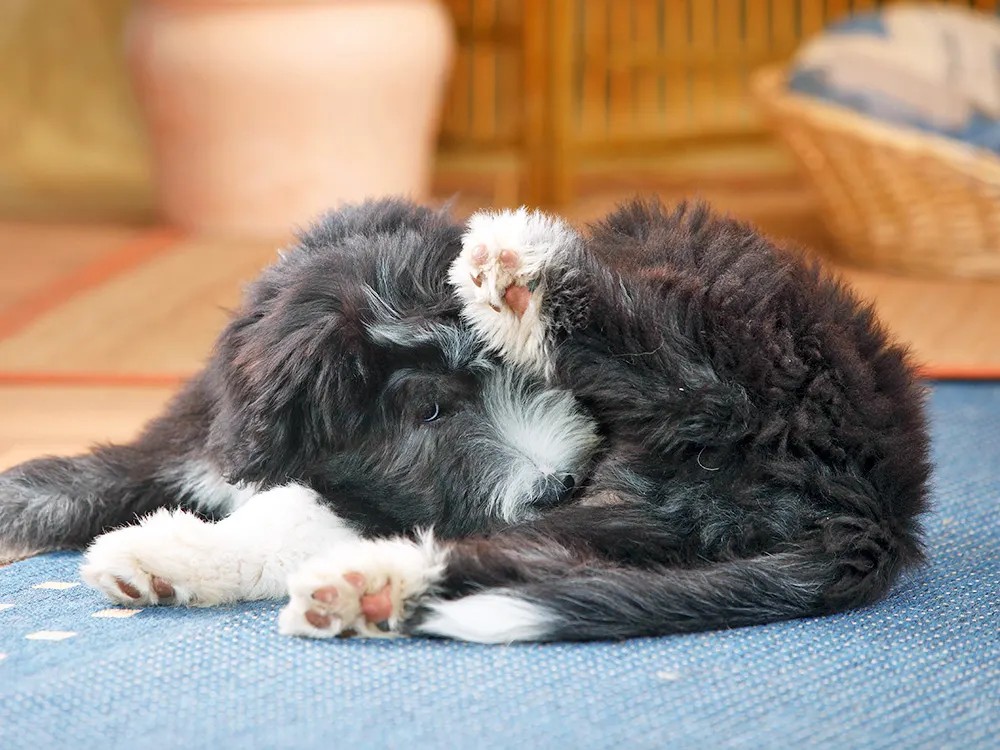 Your Dog's Butt-Licking Isn't Gross. It's a Status Report You Should Read.