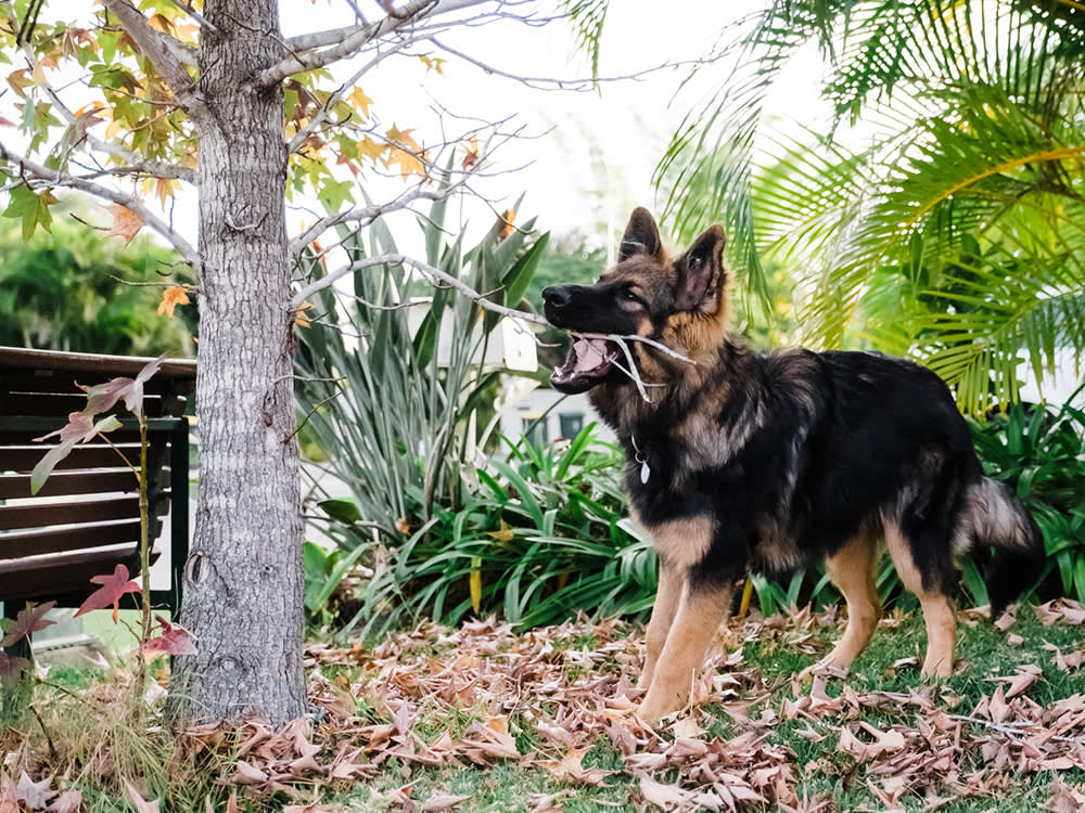 Your Dog's Teenage Months Are the Riskiest of Their Life. Here's How to Survive Them