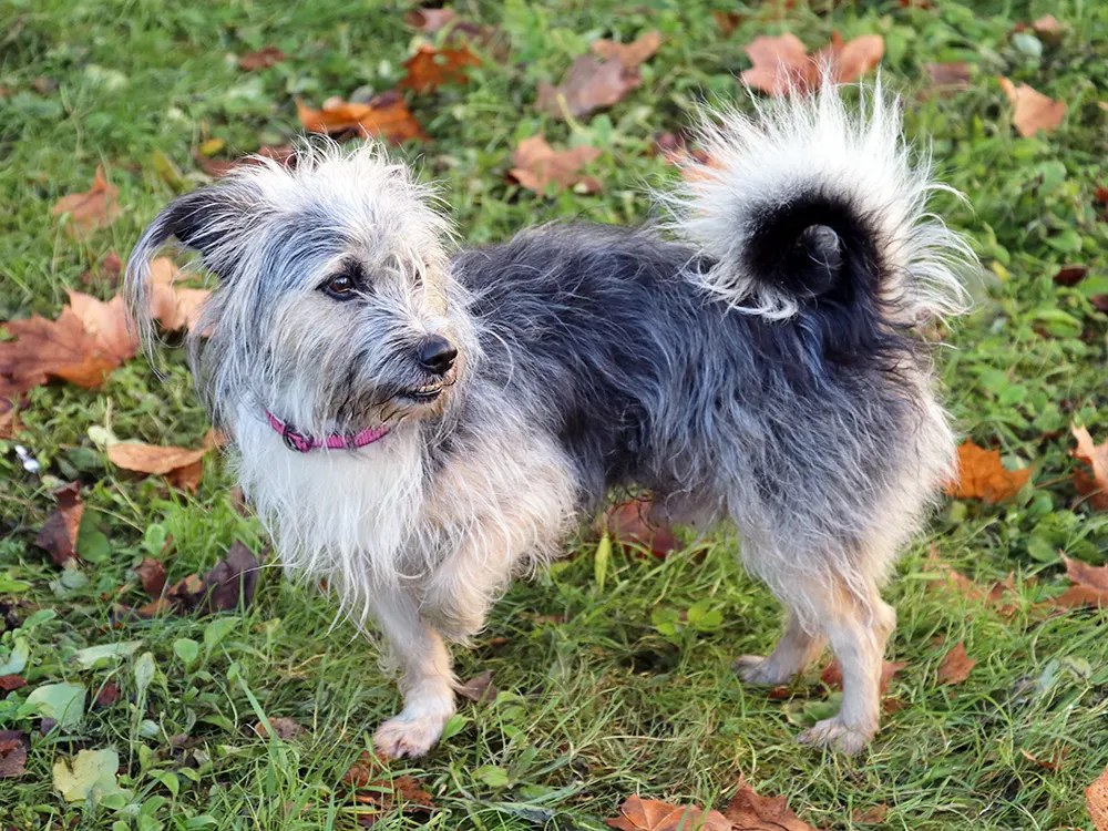 Your Dog Is Limping. Here's the 48-Hour Rule.