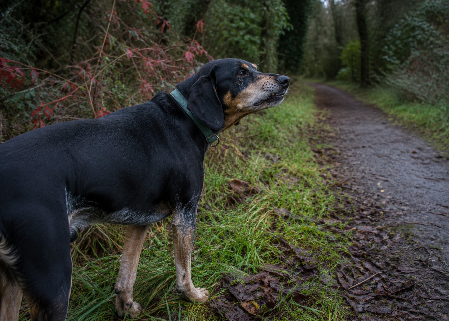 Your Dog Curls Its Lip and Chatters Its Teeth. It's Reading a Smell You Can't.