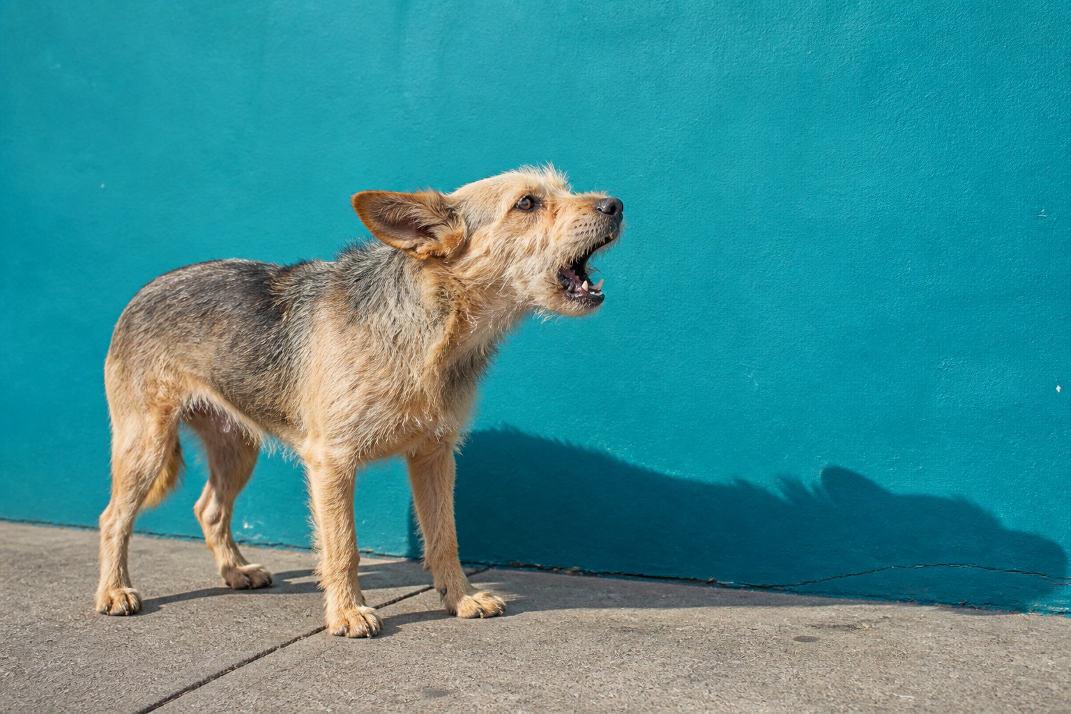 You Can't Quiet a Bark You Haven't Decoded