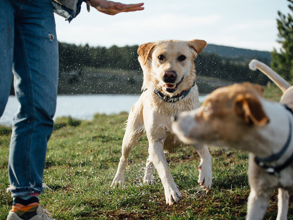 Your Dog Isn't Giving You a Hard Time. They're Having One.