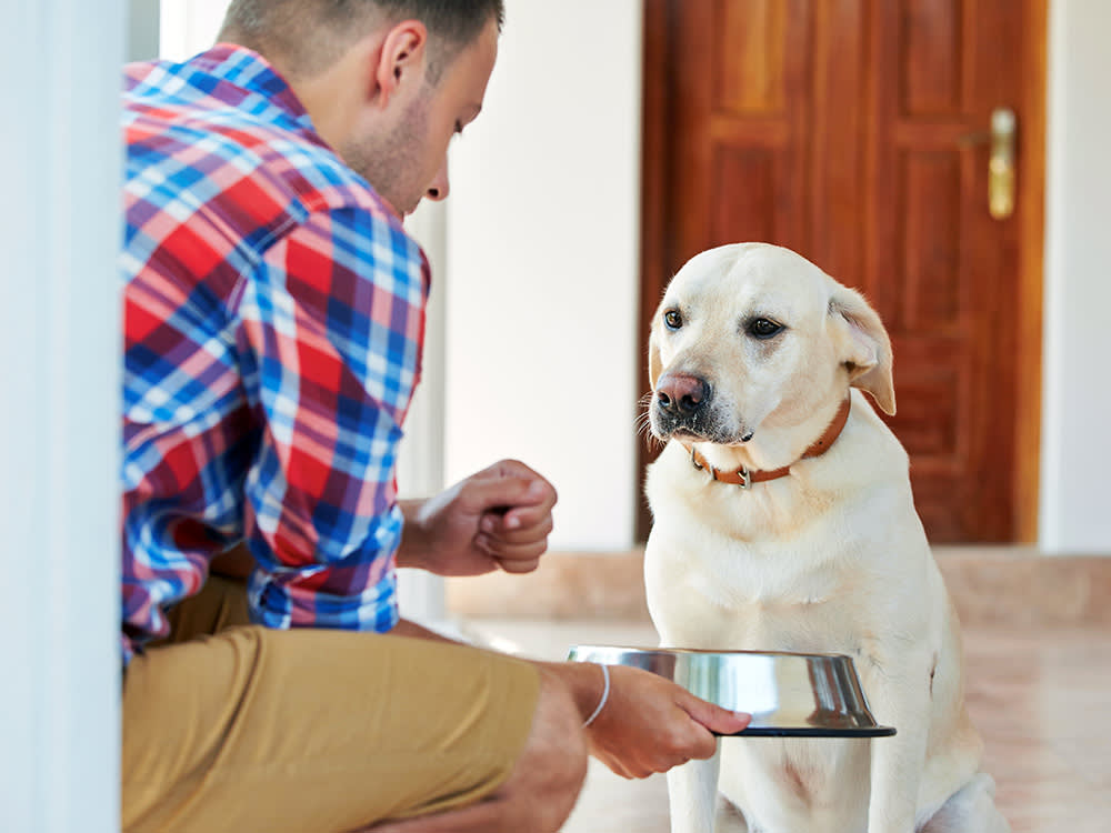 A Skipped Meal Won't Hurt Your Dog. A Skipped Water Bowl Might