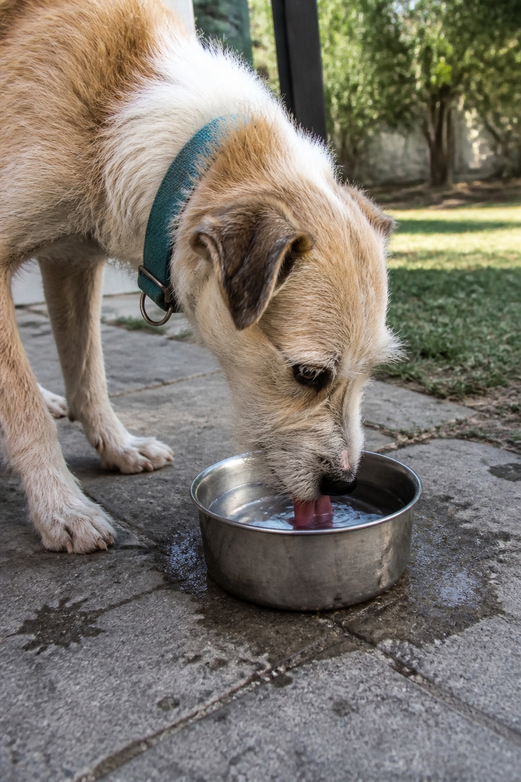 Reaching for Pedialyte? Your Dog Almost Always Needs Water Instead