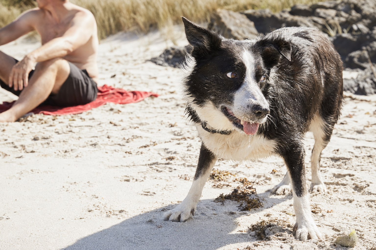 Half the Dogs at the Beach Are Not Having Fun. Yours Might Be One.