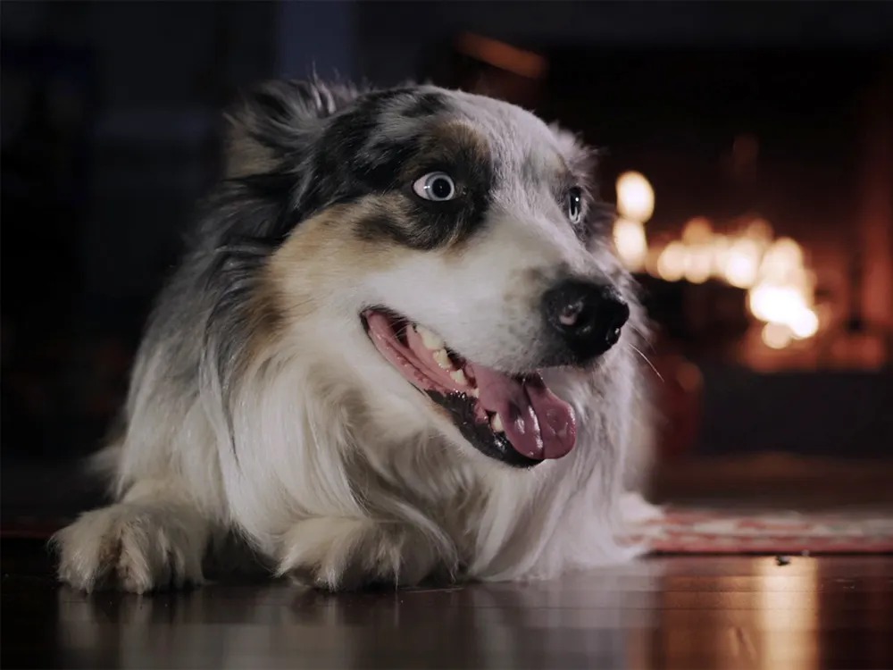Your Dog Is Panting at 3 a.m. Here's How to Know If It's Nothing.