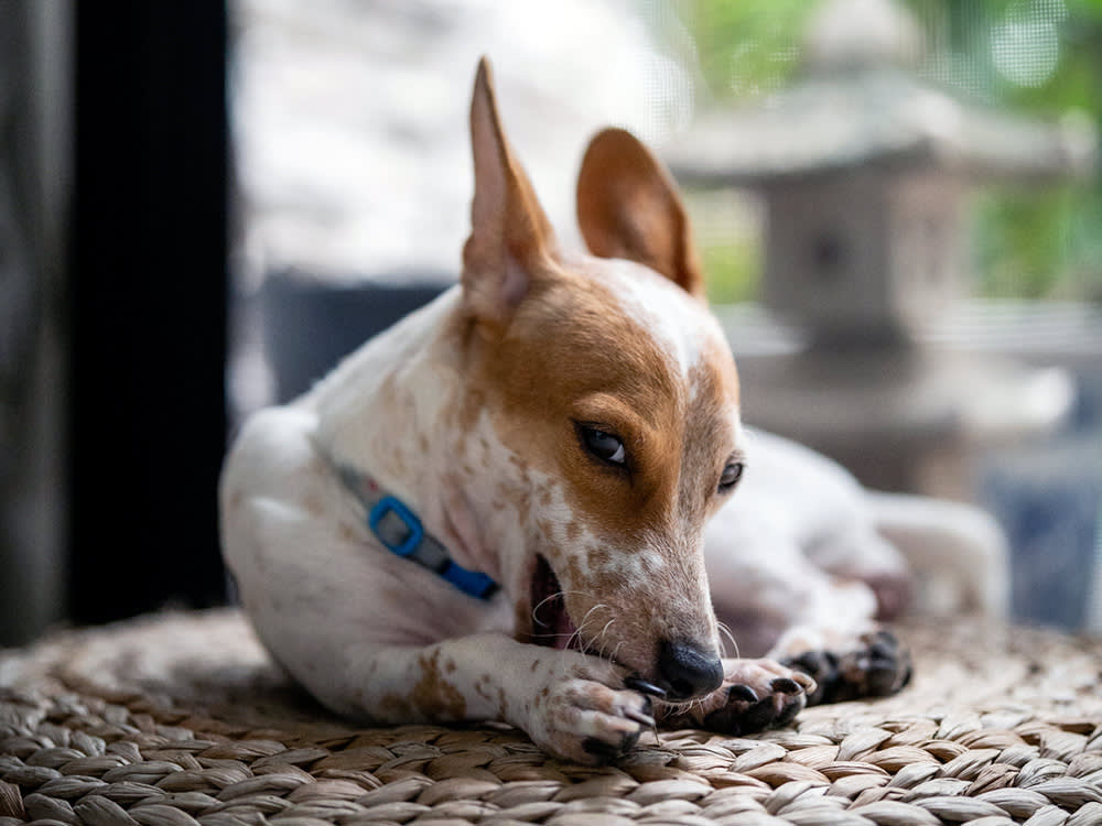 Paw Chewing Is a Loop, Not a Habit. Breaking It Takes Two Moves.