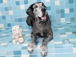 Your Dog Doesn't Want a Signature Scent. Here's When DedCool's Perfume Is Fine Anyway.