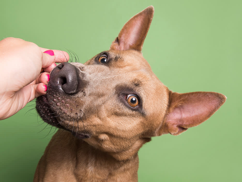 Shelters Say the Same Thing About Lost Dogs: Nobody Has a Usable Photo