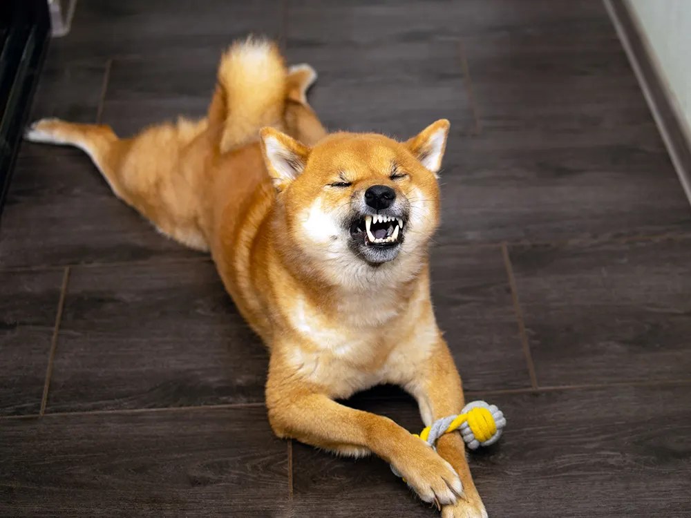 That Sneeze During Play Isn't a Sneeze. It's a Sentence.