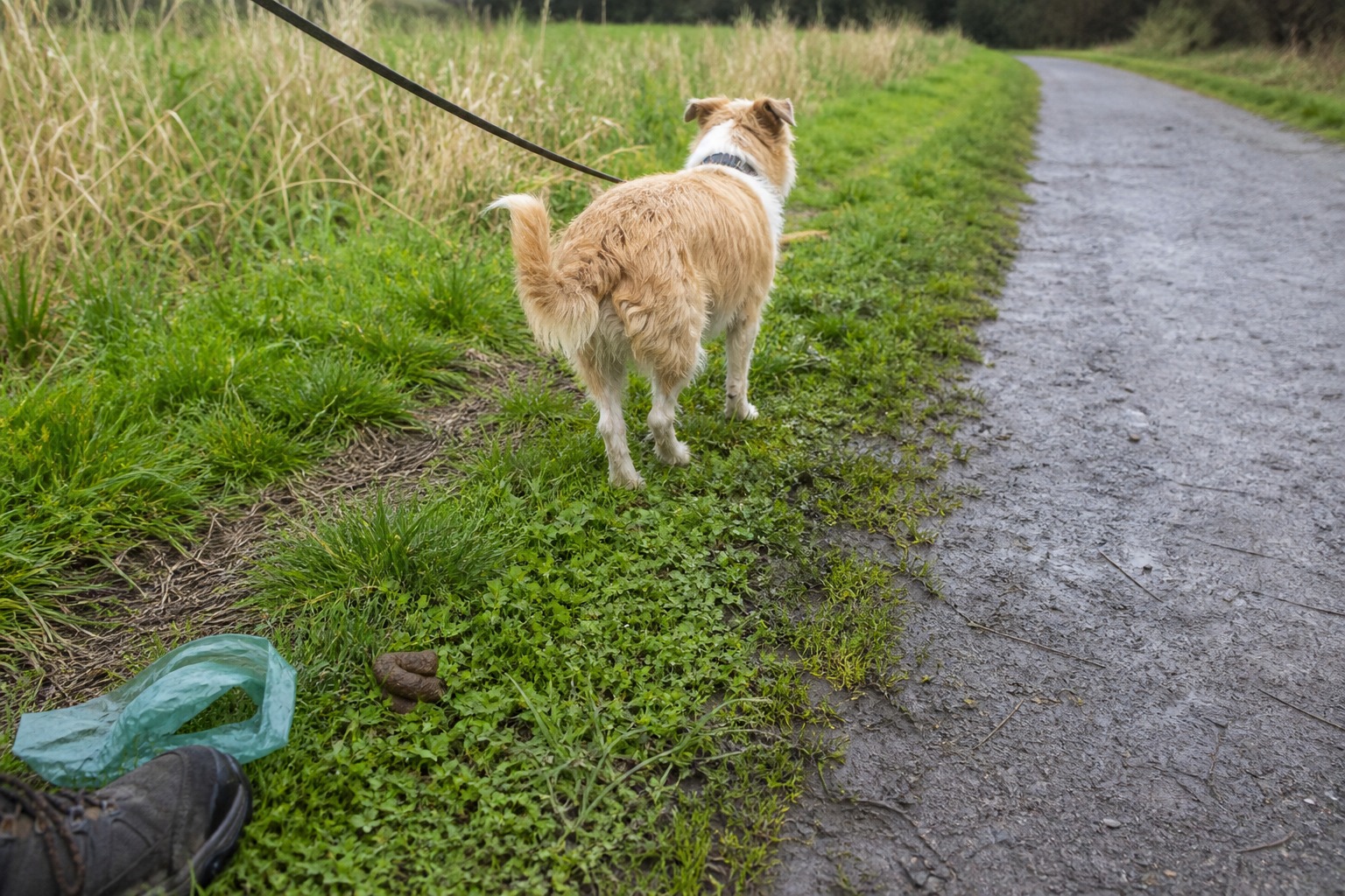 Your Dog's Poop Is a Daily Health Report. Here's How to Read It