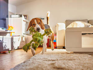 Stop Dog-Proofing Room by Room. Your Dog Doesn't Live in Rooms.