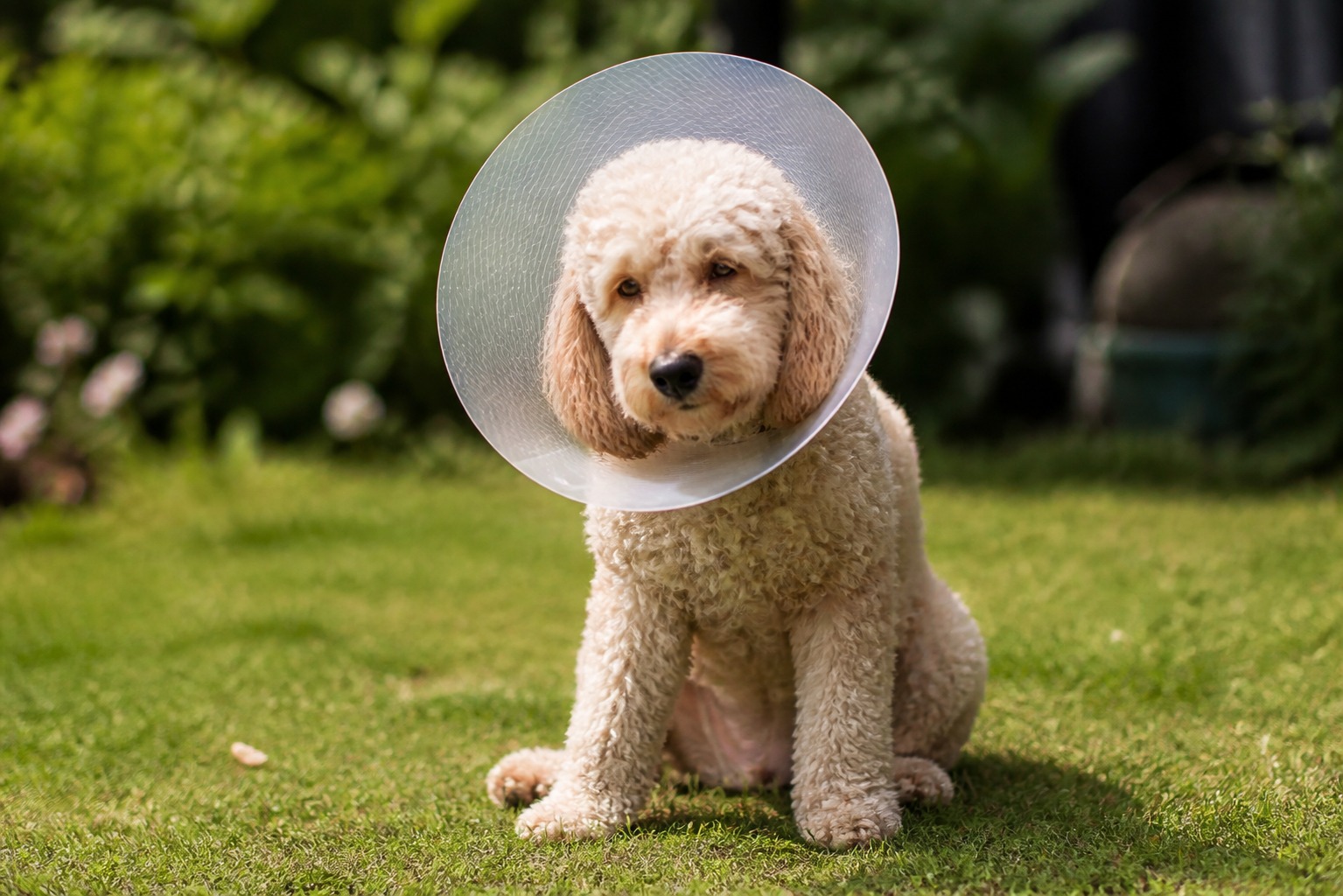 Should You Spay or Neuter Your Dog? Yes, but 'When' Is the Real Question Now