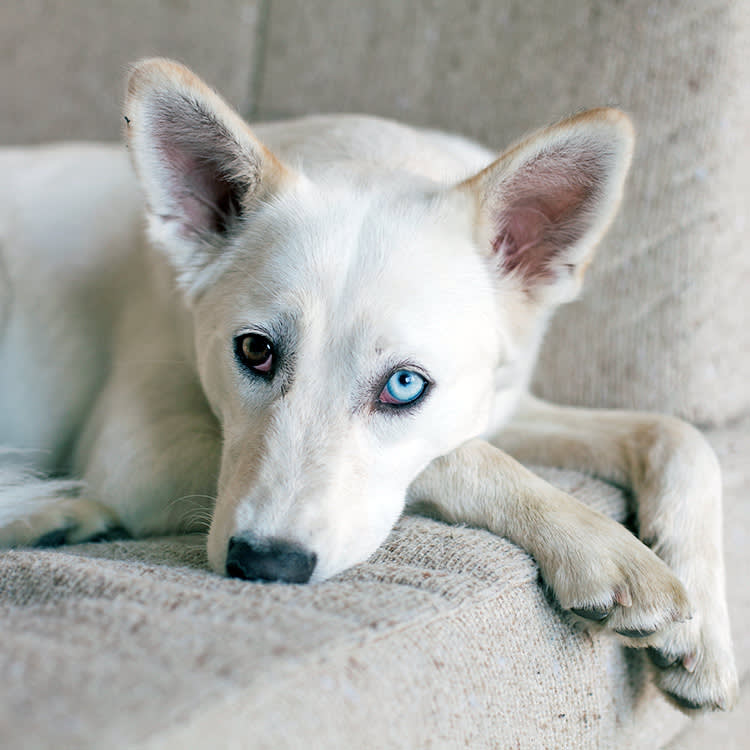 A Red Eye Isn't a Symptom. It's a Countdown.