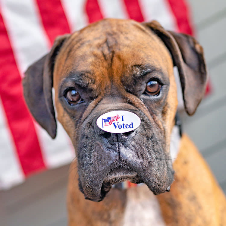She Registered Her Dog to Vote to Prove It Was Easy. It Was.