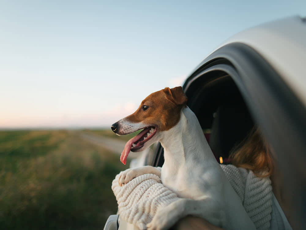 The Backseat Habits That Turn a Dog Road Trip Dangerous