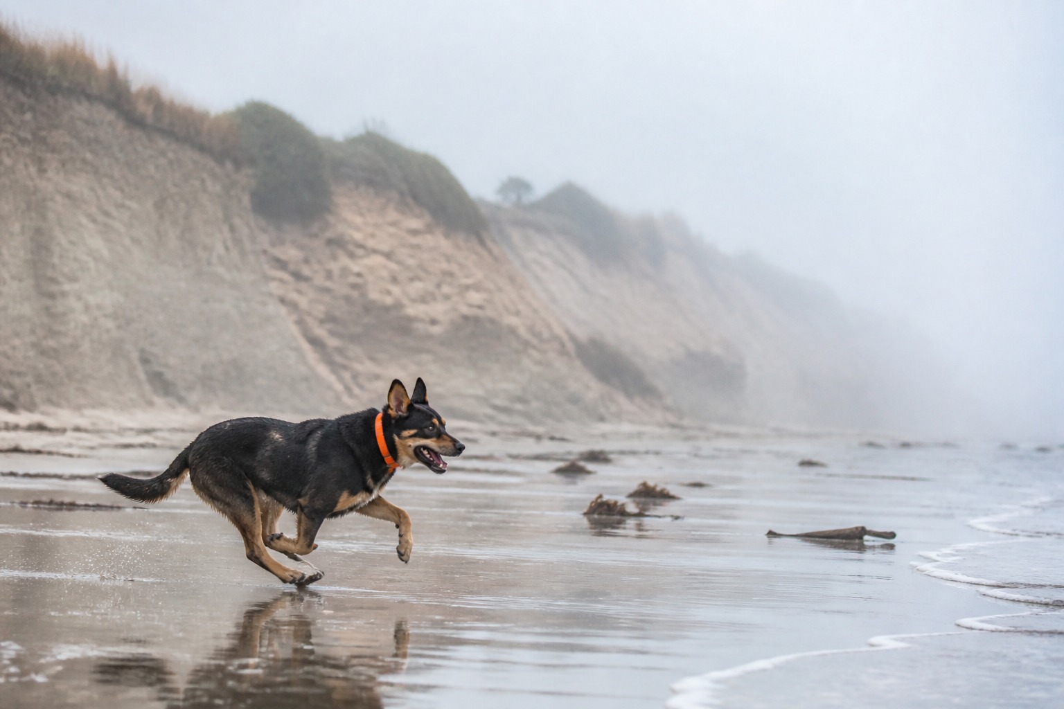 SF Is a Dog's City. The Leash Line Moves Every Few Hundred Feet.