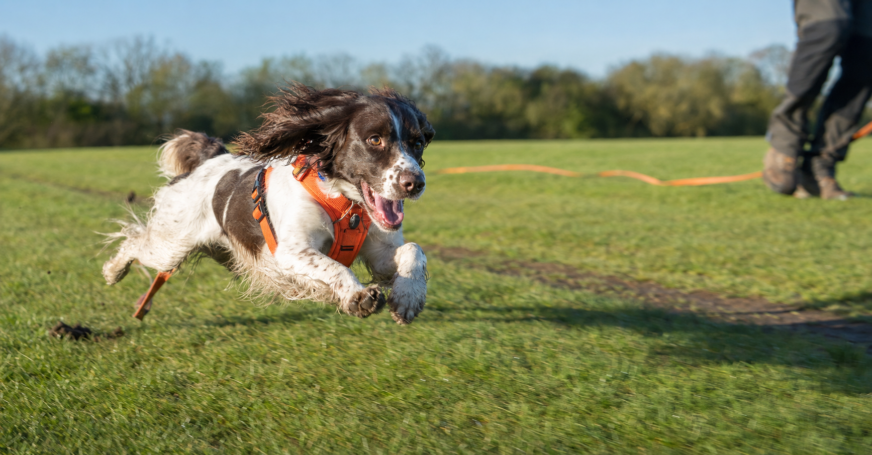 The Viral 'Run Away From Your Dog' Trick Works. You Get to Use It Once.