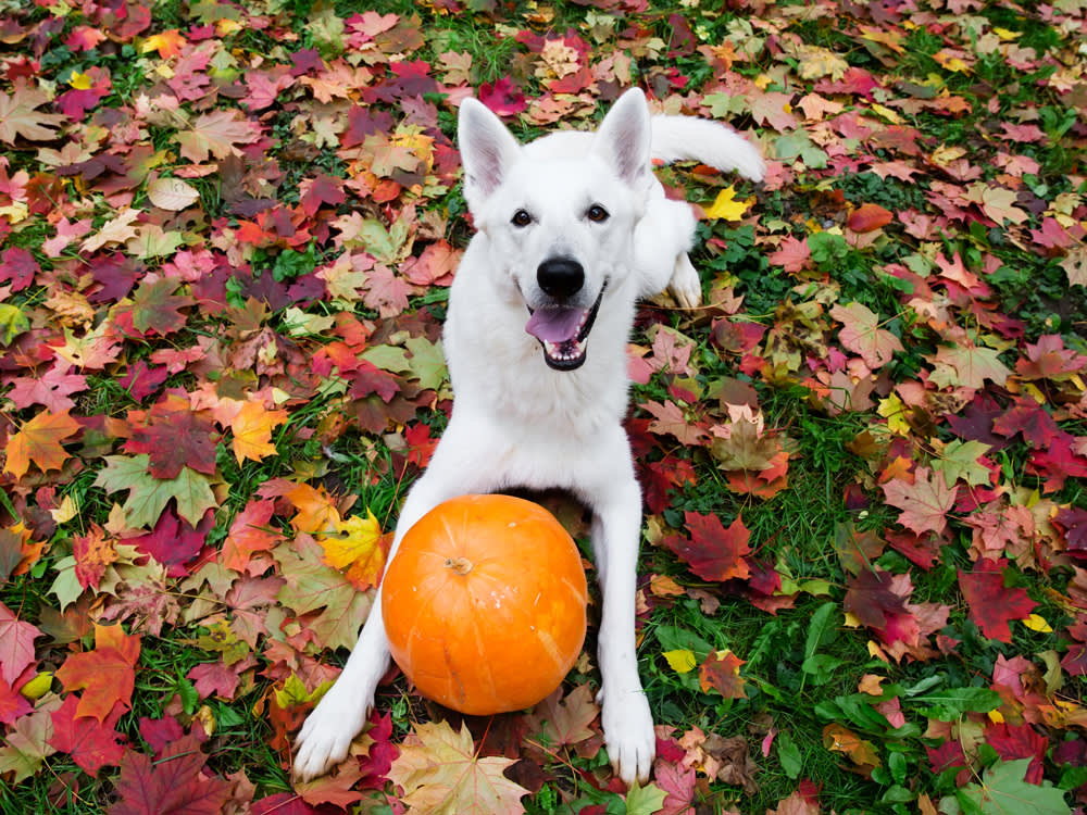 Halloween Looks Like the Safe Holiday for Dogs. It's Quietly One of the Worst.