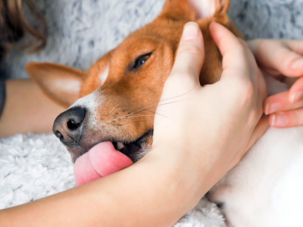Dog Saliva Doesn't Heal Wounds. It Delivers Bacteria.