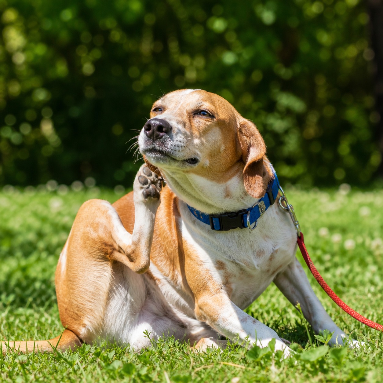 One Mosquito Can Put a Worm in Your Dog's Heart. Here's How to Stop It.