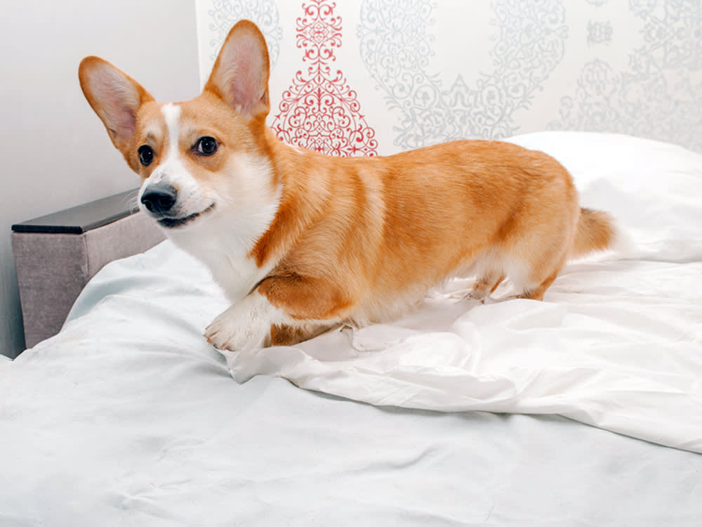 Your Dog Digs Up Your Sheets. The Timing Tells You Whether to Worry.