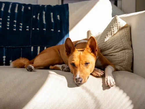 Your Dog Is Having a Seizure. Here's Exactly What to Do in the Next 90 Seconds
