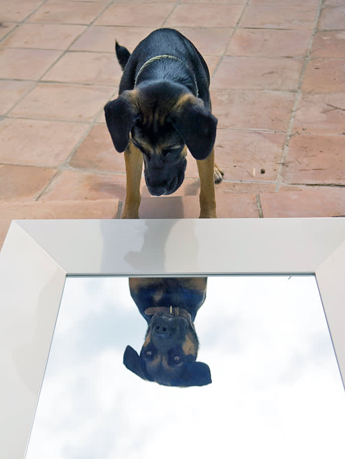 The Real Test of Your Dog's Self-Awareness Isn't the Mirror. It's You.
