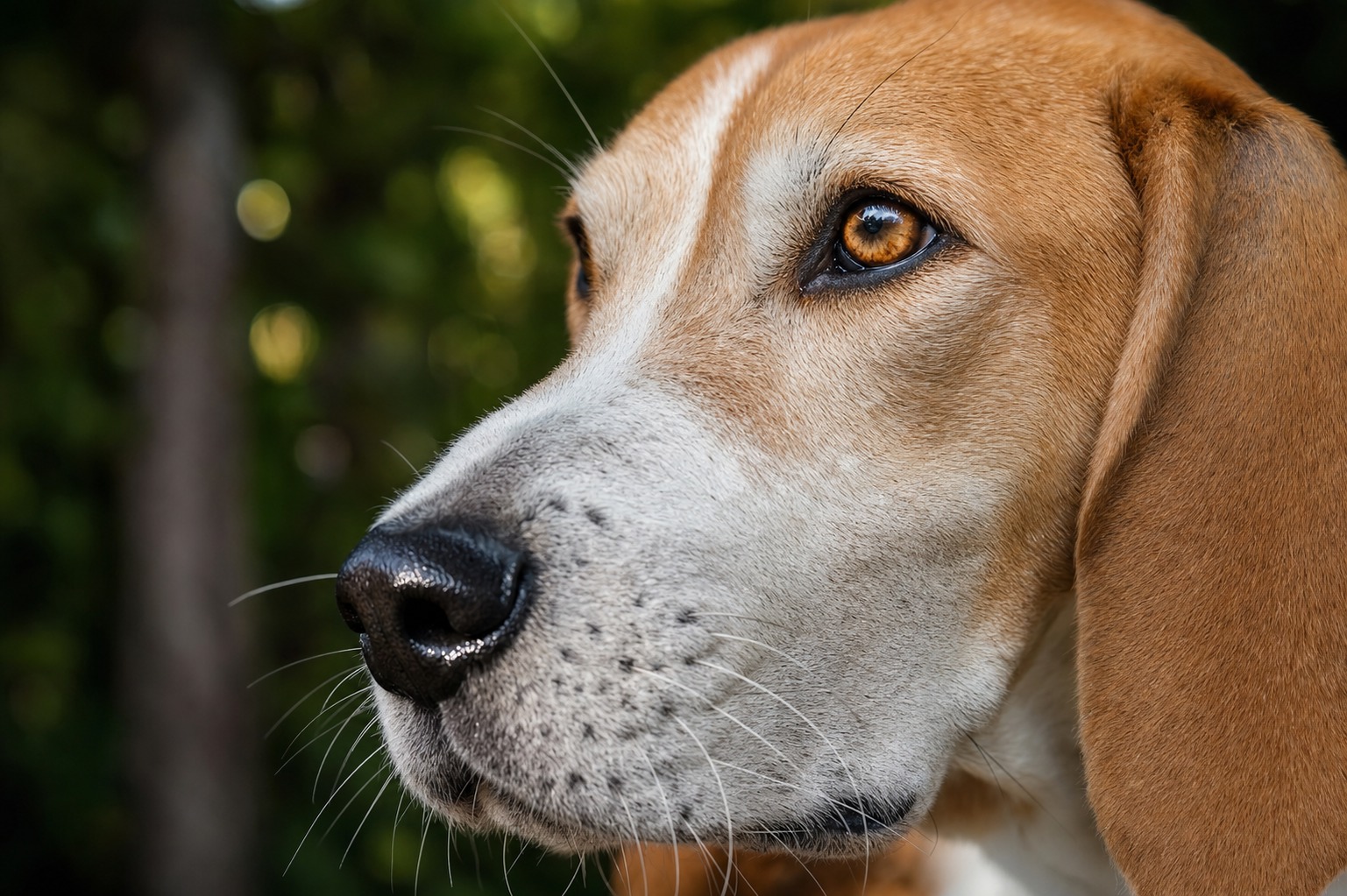 What Your Dog's Senses Beat You At, Ranked (and the Two You Win)