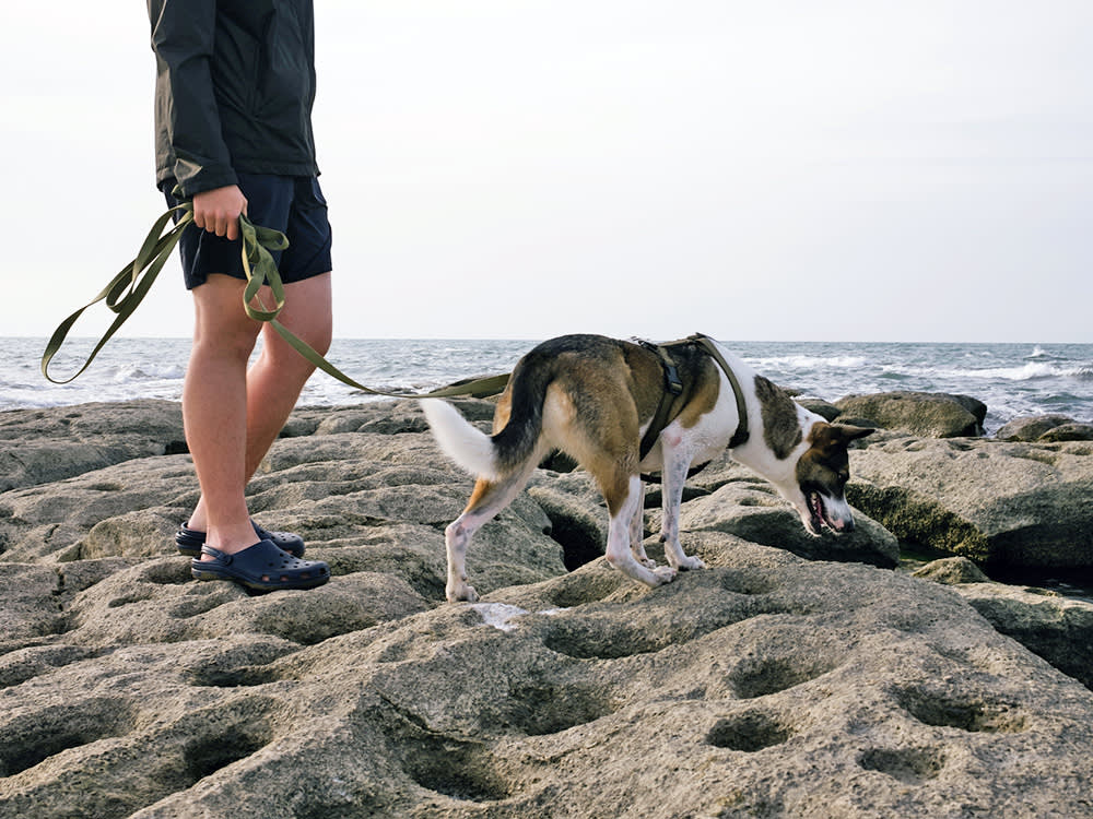 What Your Dog's Senses Beat You At, Ranked (and the Two You Win)