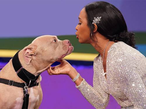Your Mutt Doesn't Need Papers to Win. These 6 Competitions Prove It.