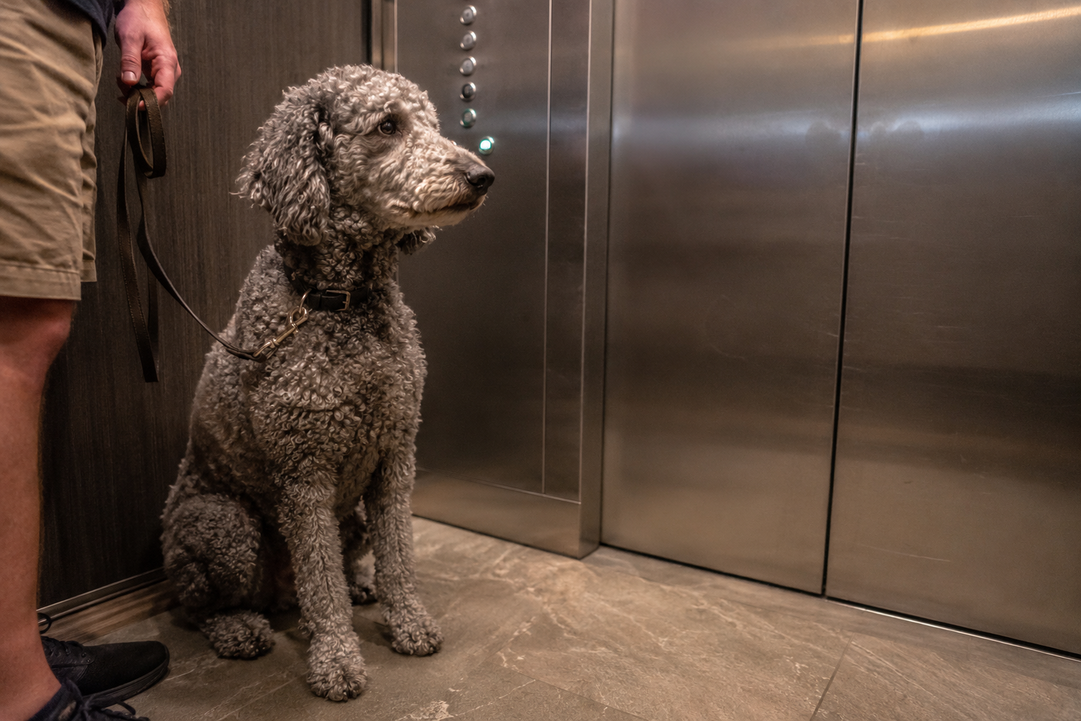 To Your Dog, the Elevator Feels Like an Earthquake. That Changes How You Should Ride It.