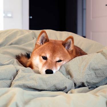 Your 'Hyper' Dog Might Just Be Exhausted. 7 Signs You're Reading It Wrong.