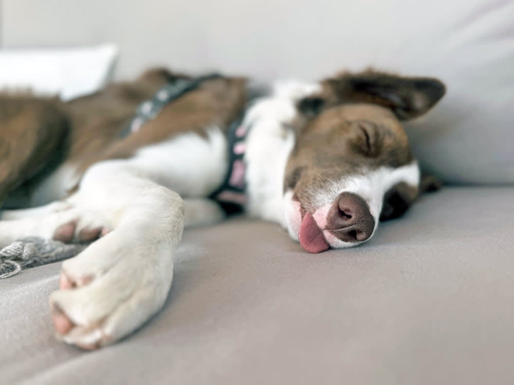 Your Dog's Sleeping Position Is Mostly a Thermostat. One Pattern Isn't.