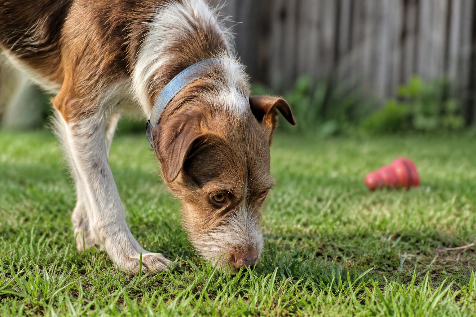 The Poop-Eating Fixes You've Been Buying Barely Work. Here's What Does.