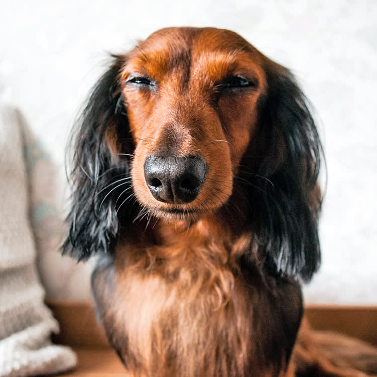 Your Dog's Squint Isn't a Smile. Count the Eyes.